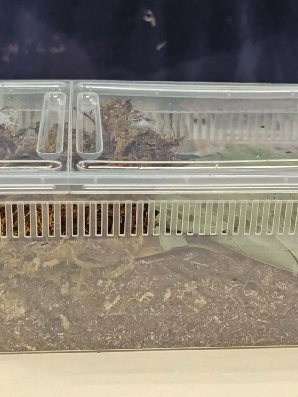 Isopod & Invertebrate Starter kit (Home only -no live included)